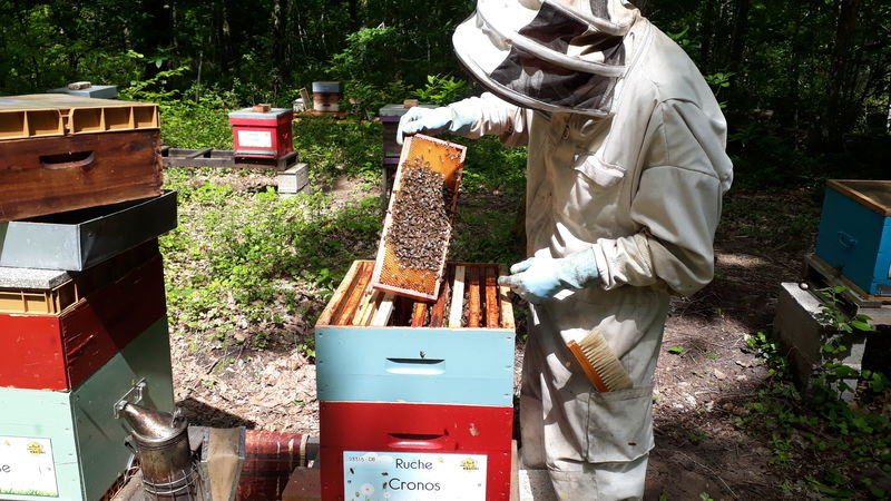 La ruche Cronos