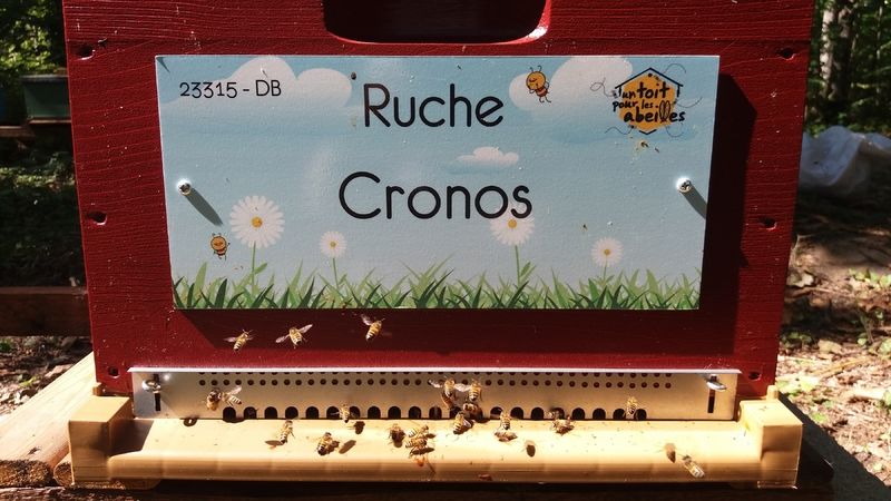 La ruche Cronos