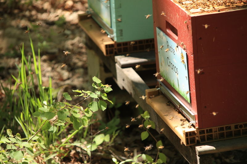 La ruche Cronos