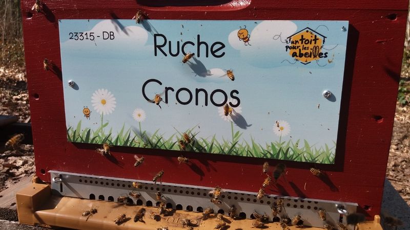 La ruche Cronos