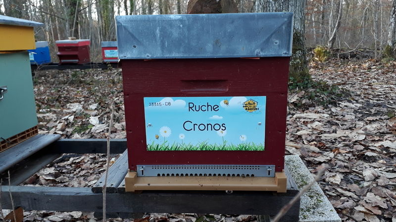 La ruche Cronos