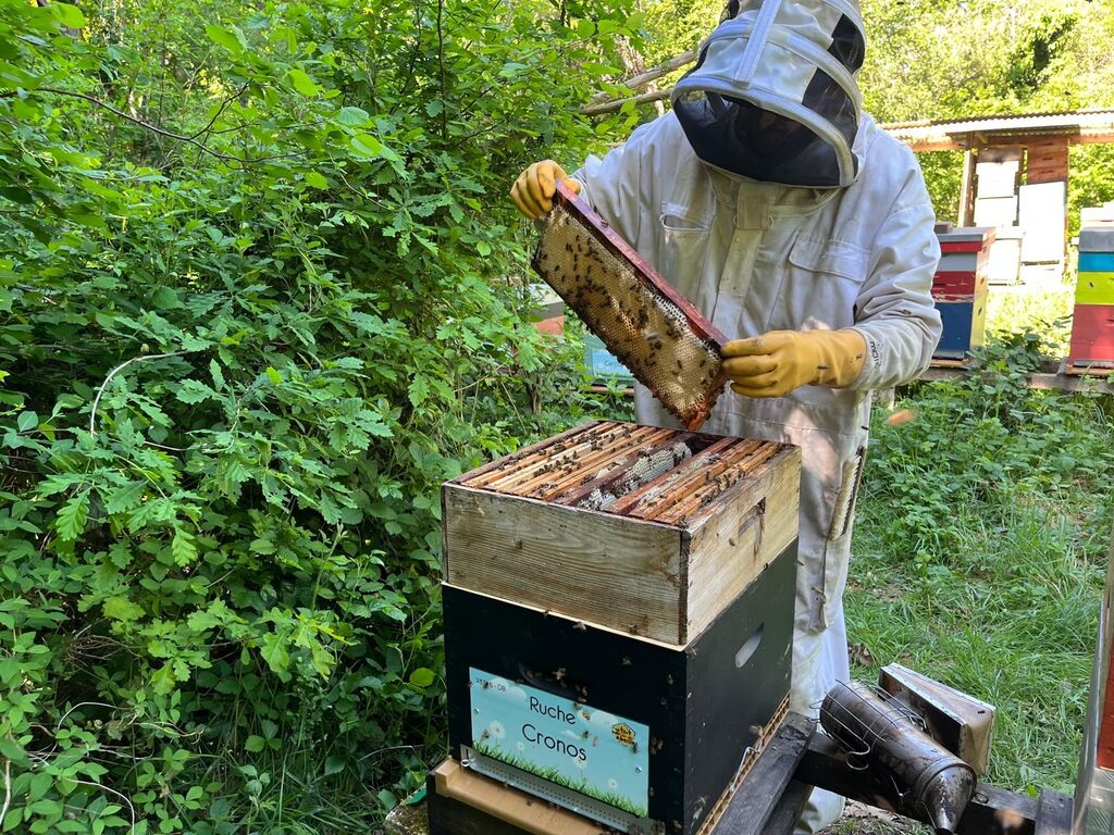La ruche Cronos