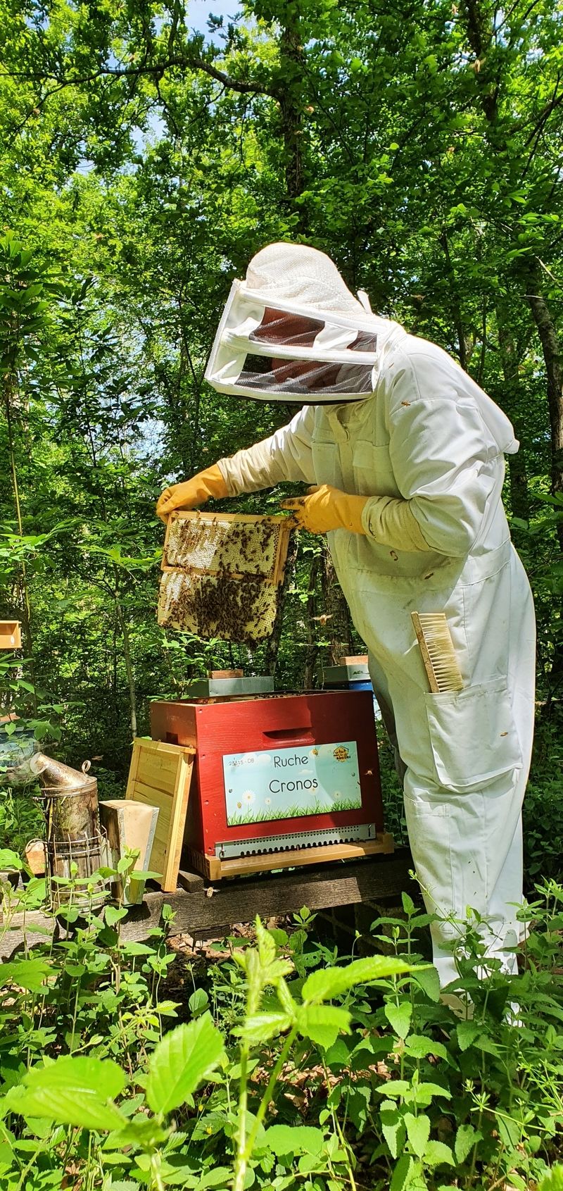 La ruche Cronos