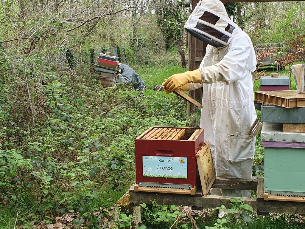 La ruche Cronos