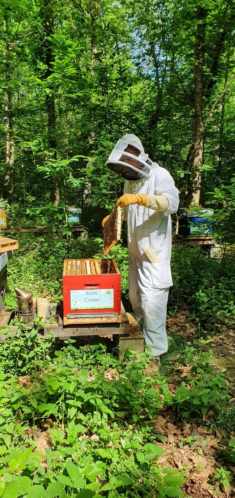 La ruche Cronos