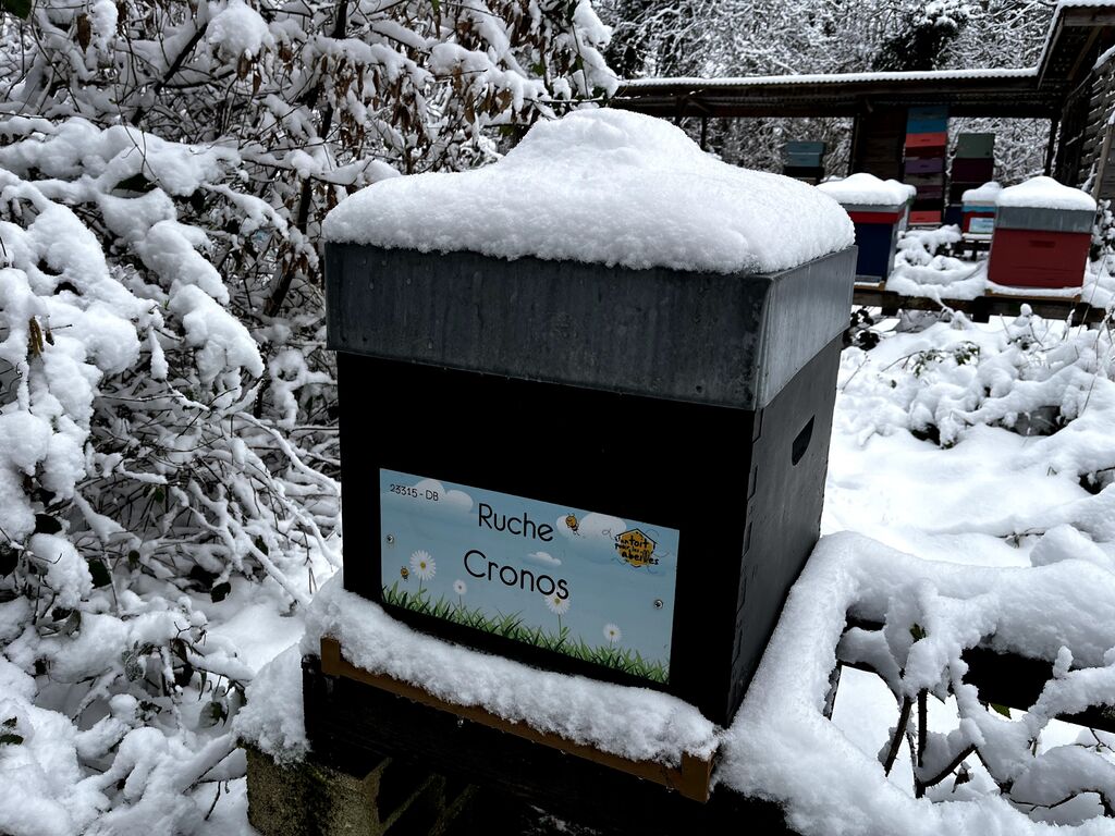 La ruche Cronos