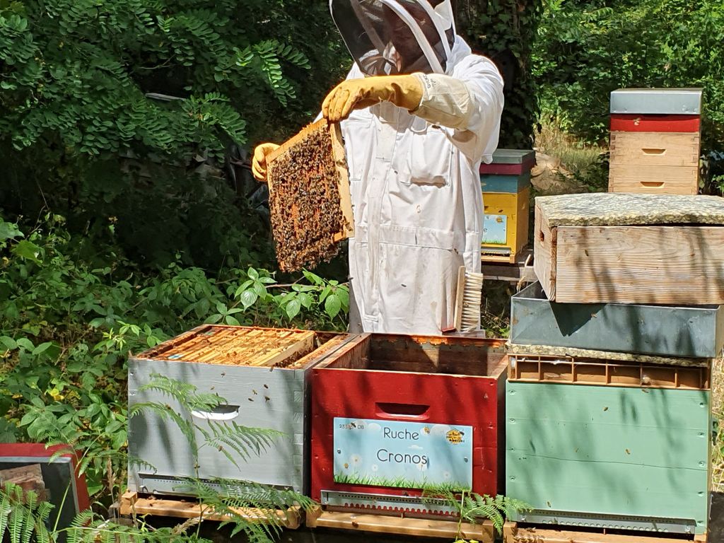 La ruche Cronos