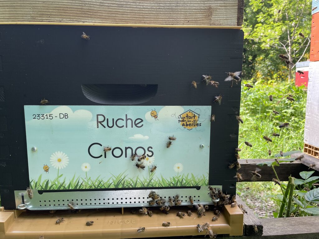 La ruche Cronos