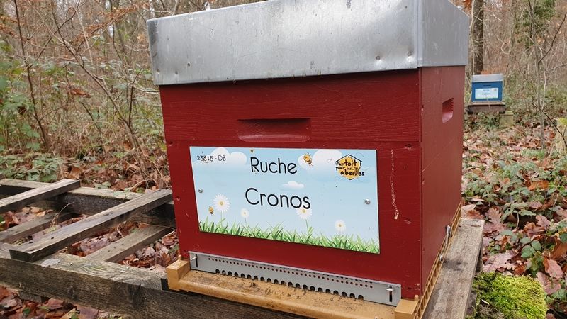 La ruche Cronos