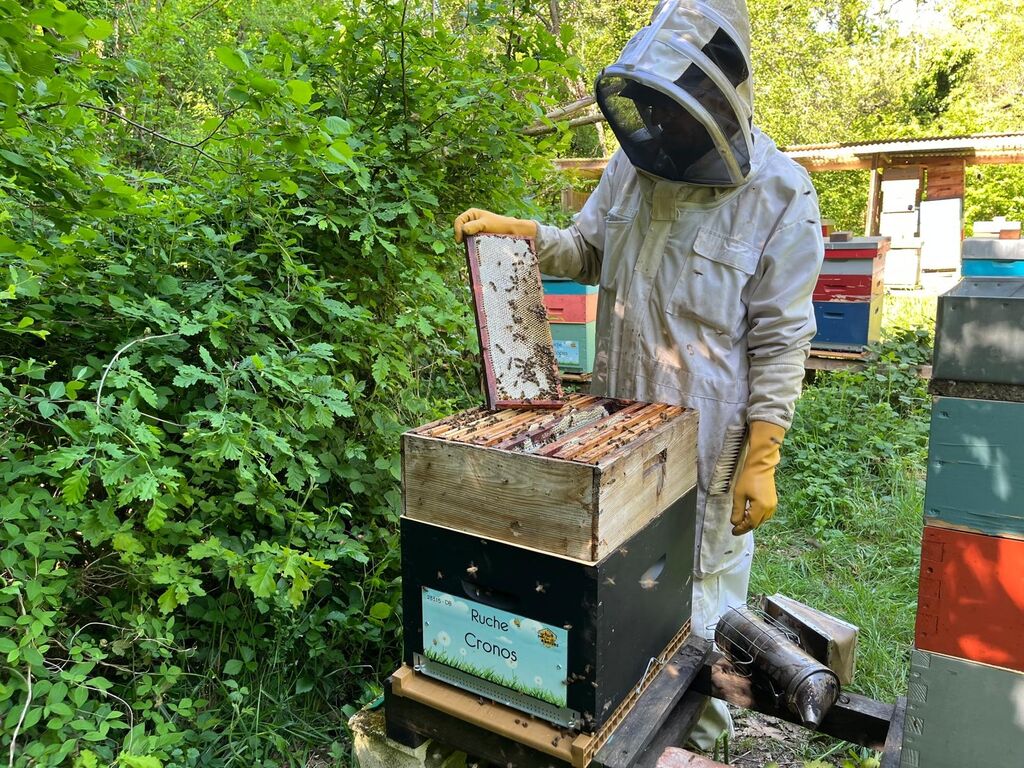 La ruche Cronos