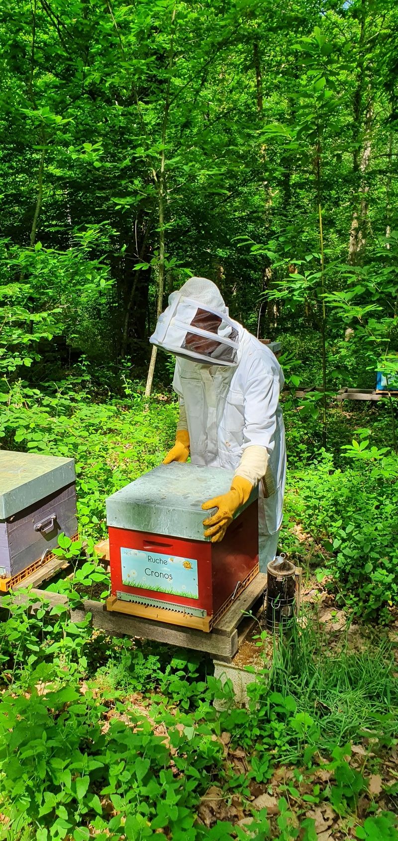 La ruche Cronos