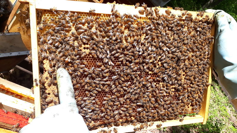 La ruche Cronos