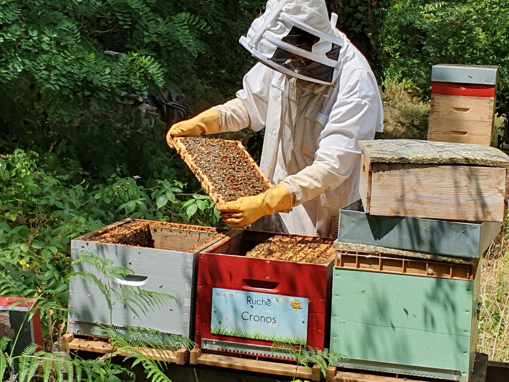 La ruche Cronos