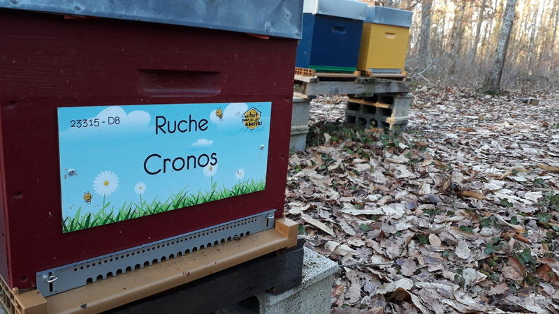 La ruche Cronos