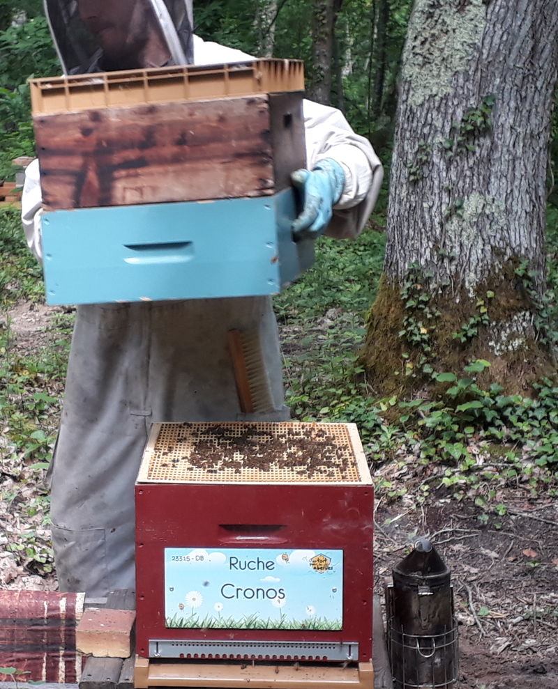 La ruche Cronos