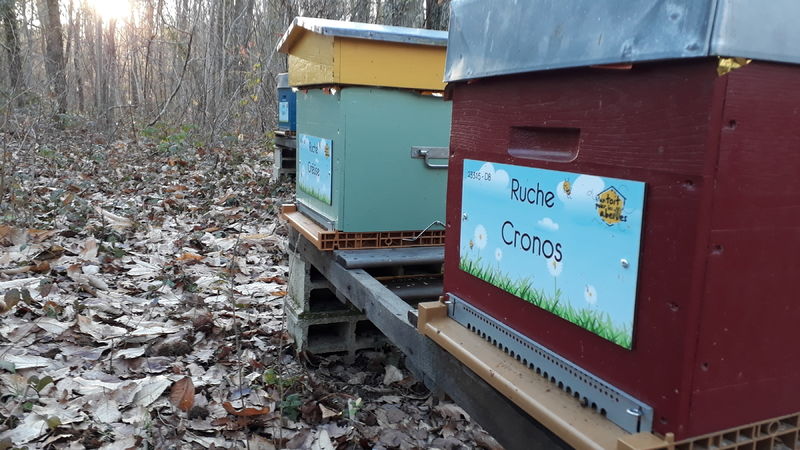 La ruche Cronos