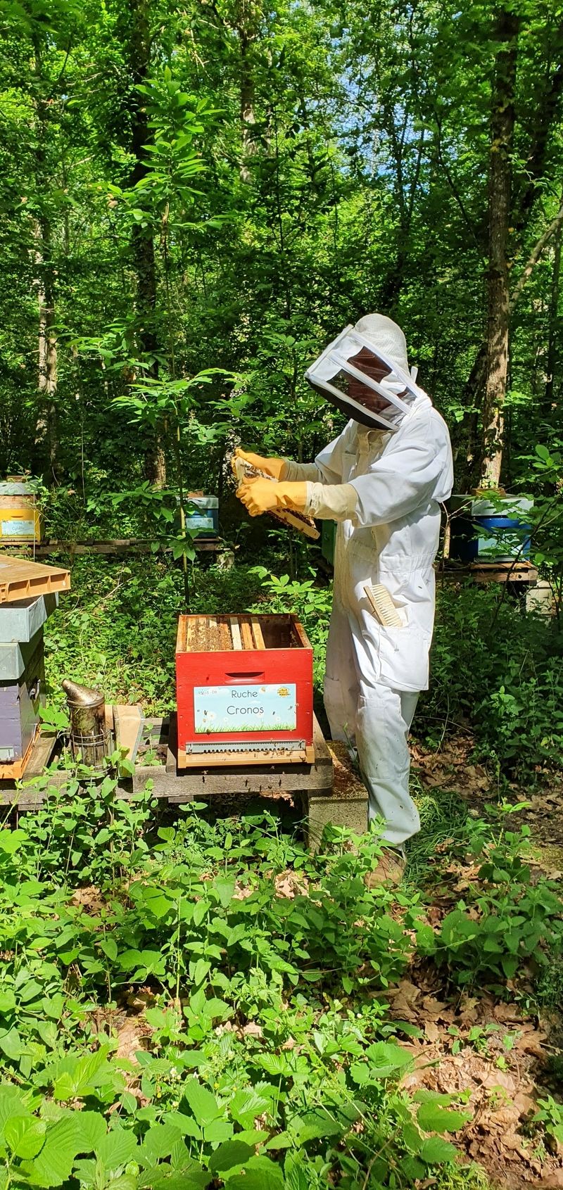 La ruche Cronos
