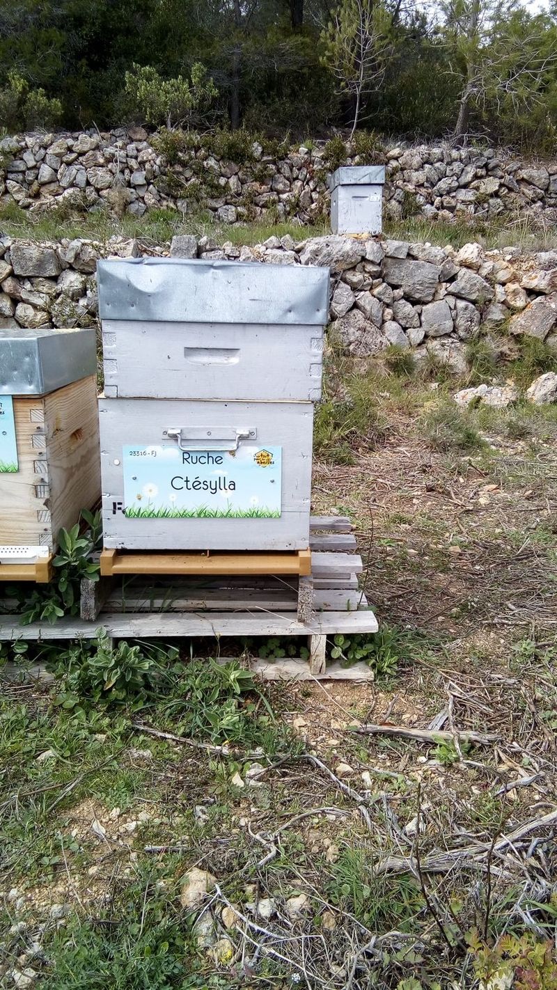 La ruche Ctésylla