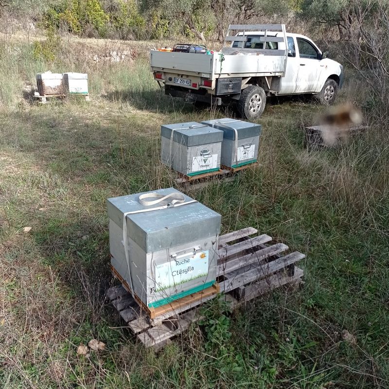 La ruche Ctésylla