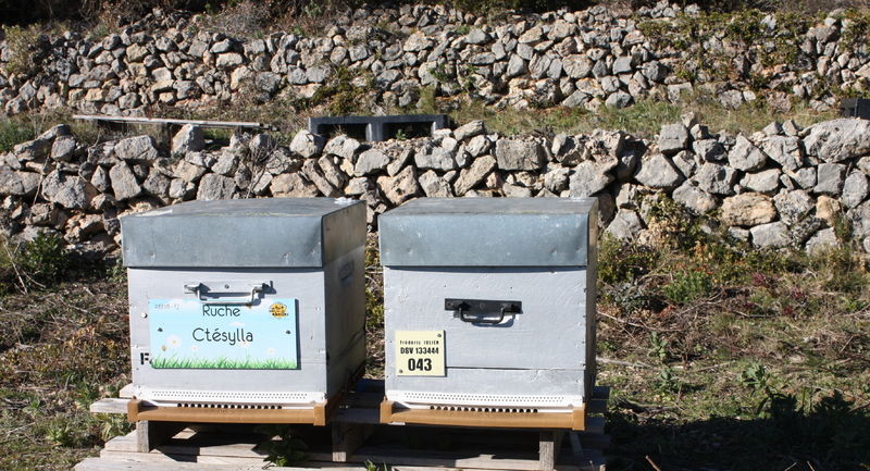 La ruche Ctésylla