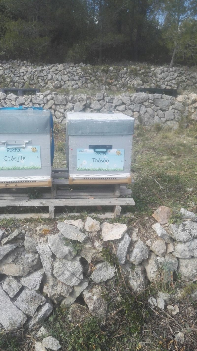 La ruche Ctésylla