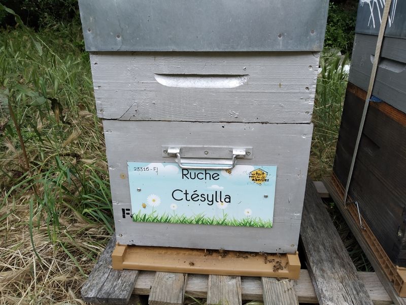 La ruche Ctésylla