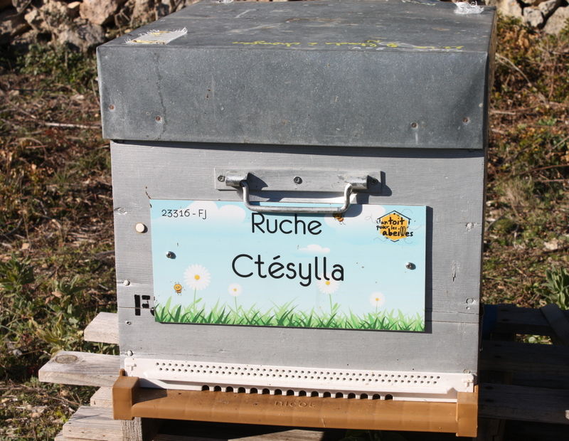 La ruche Ctésylla