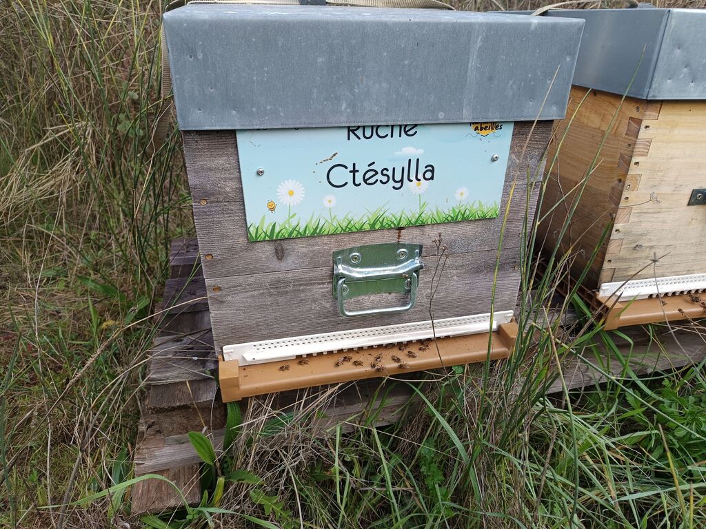 La ruche Ctésylla