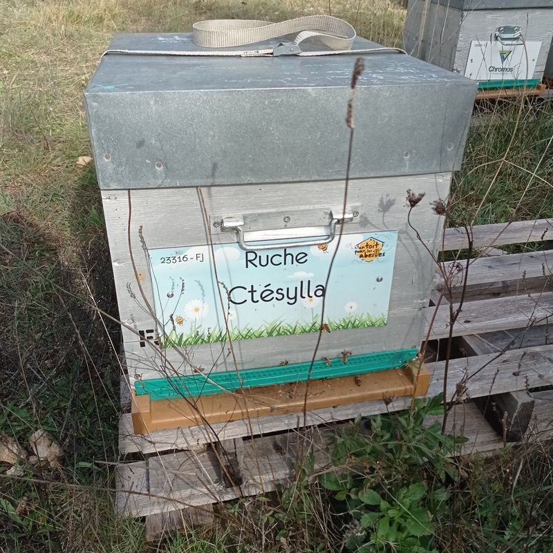 La ruche Ctésylla