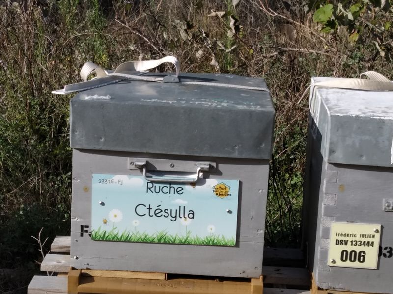 La ruche Ctésylla