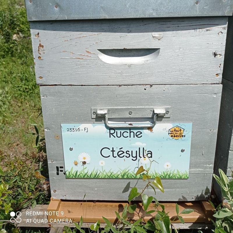 La ruche Ctésylla