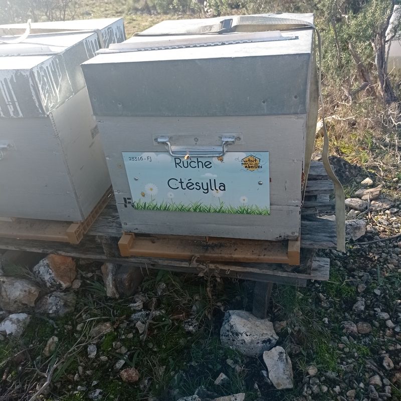 La ruche Ctésylla