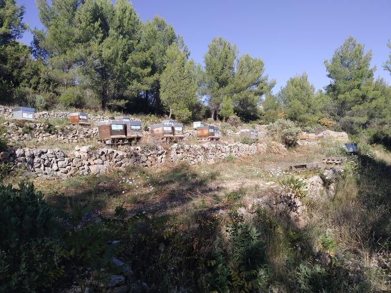 La ruche