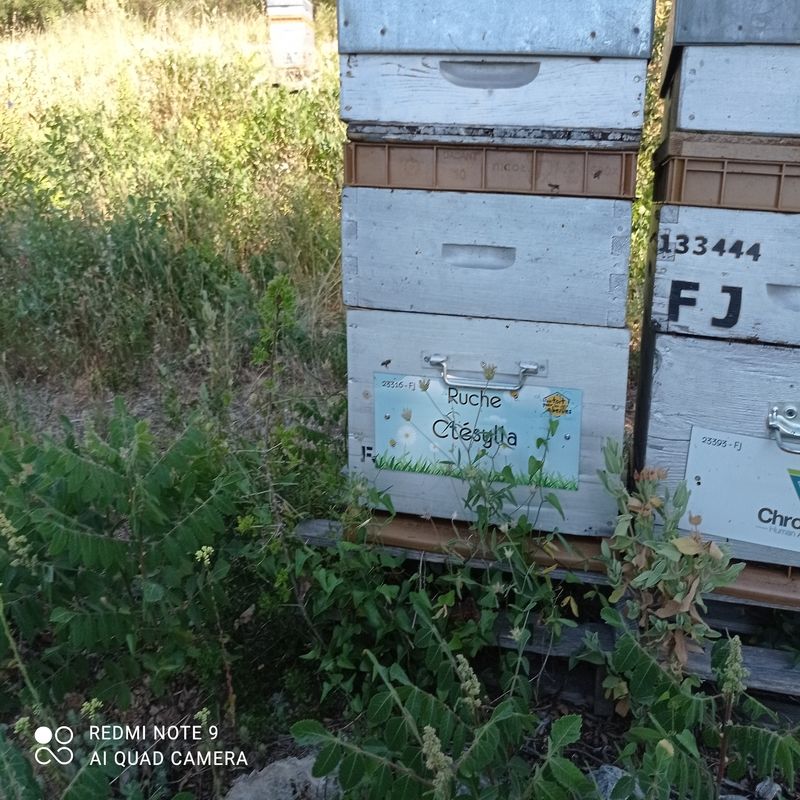 La ruche Ctésylla