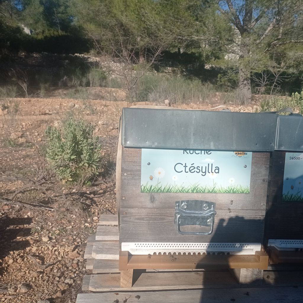 La ruche Ctésylla