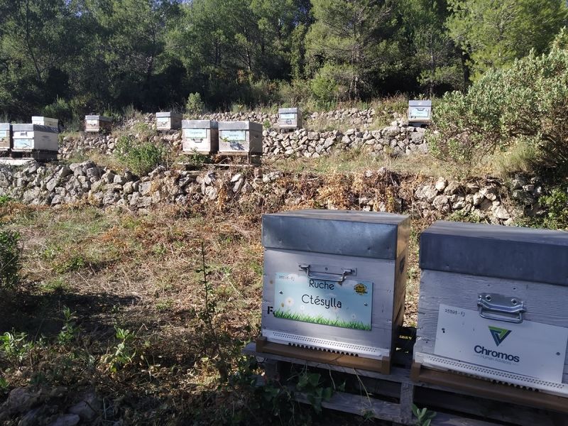 La ruche Ctésylla