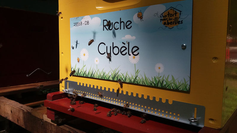 La ruche Cybèle