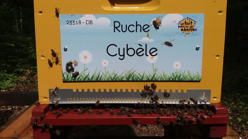 La ruche Cybèle