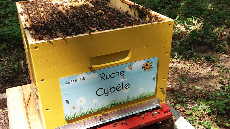 La ruche Cybèle