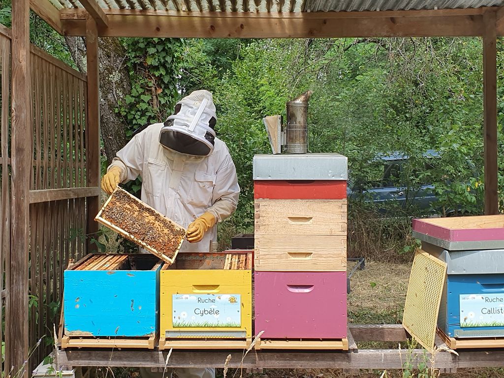 La ruche Cybèle