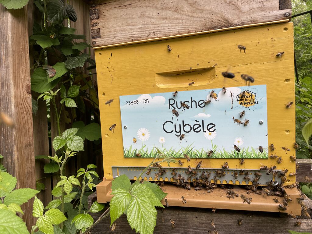 La ruche Cybèle
