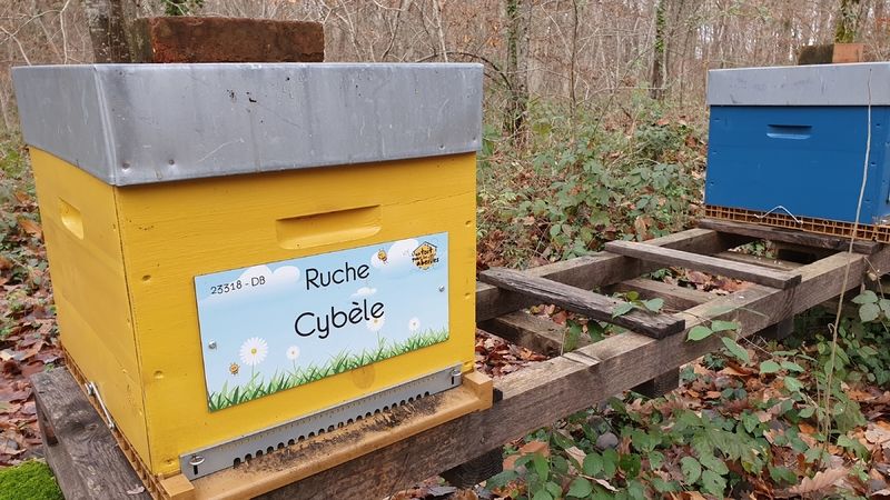 La ruche Cybèle