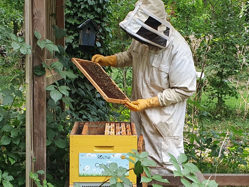 La ruche Cybèle