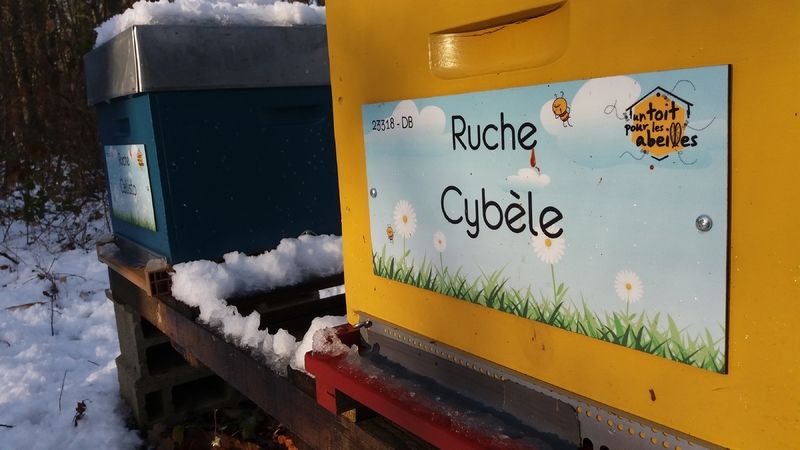 La ruche Cybèle