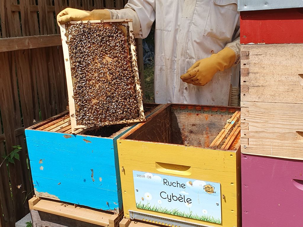 La ruche Cybèle