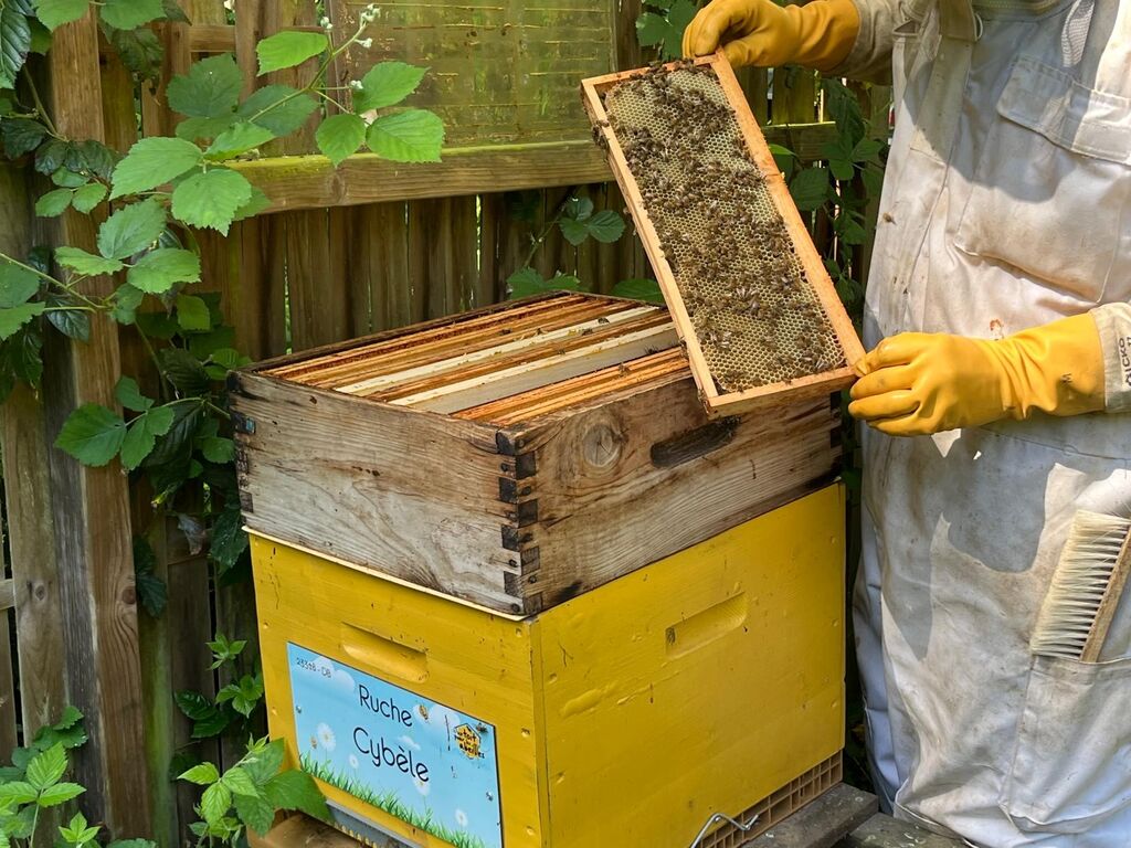 La ruche Cybèle