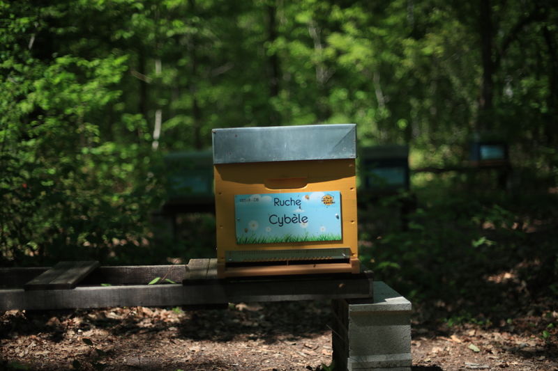 La ruche Cybèle
