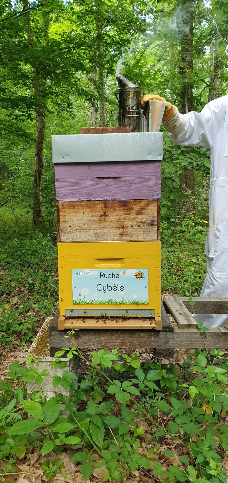 La ruche Cybèle