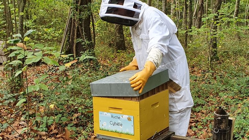 La ruche Cybèle