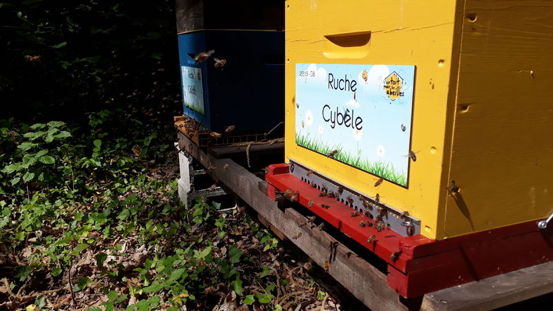 La ruche Cybèle
